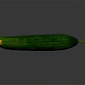 Fresh Green Cucumber with Striped Skin and Yellow Blossom Tip