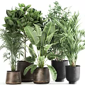 Assorted Green Potted Plants With Broad And Slender Leaves In Terracotta And Black Pots