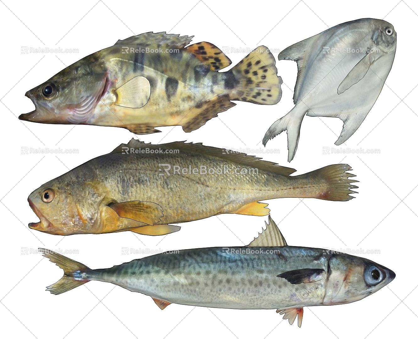 Modern fish yellow croaker pomfret mandarin fish mackerel 3d model