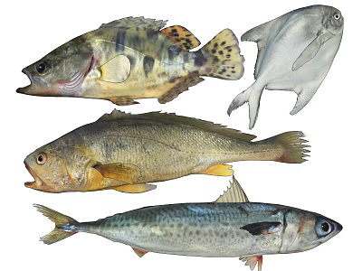 Various Aquatic Fish Species Displaying Colorful Patterns And Distinct Body Shapes 3d model