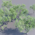 Green Leafy Trees with Lush Foliage and Natural Shade in Outdoor Scene
