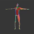 3D Rendered Human Skeletal Muscle Anatomical Model Medical Device for Education
