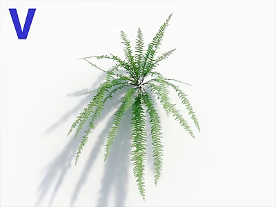 Lush Green Fern Plant With Vibrant Fresh Leaves On White Background 3d model