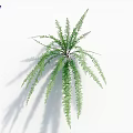 Lush Green Fern Plant With Vibrant Fresh Leaves On White Background