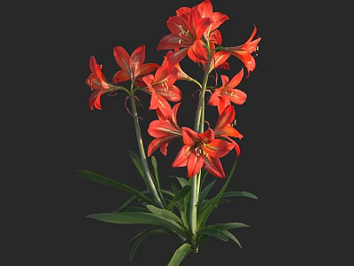 Vibrant Red Lilies with Green Leaves and Stems on Black Background 3d model