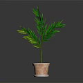 Lush Green Leafy Plant with Long Narrow Leaves in Terracotta Pot on Dark Background