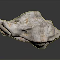 modern conch bone snail field snail shellfish marine animal 3d model