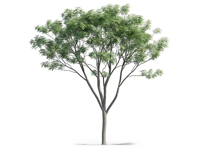 Arbor Tree With Green Leaves Sturdy Trunk And Branches Isolated On White 3d model