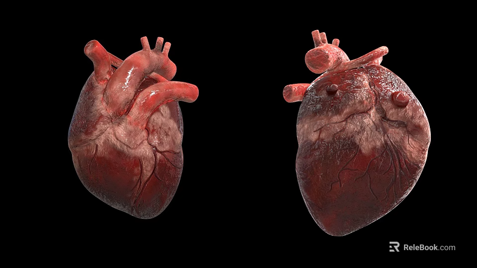 Highly Detailed 3D Heart Anatomical Model Medical Device for Educational Training 3d model 