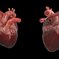 The Modern Heart 3d model