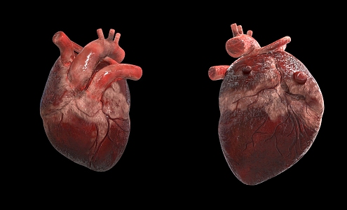 The Modern Heart 3d model