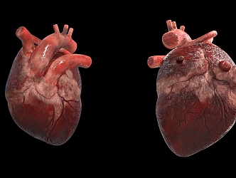 The Modern Heart 3d model