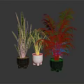 Various Indoor Potted Plants With Green Leaves In Black And White Ceramic Pots