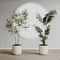 Indoor Decorative Potted Plants With White Pots And Circular Mirror On Light Wall