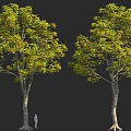 Two Tall Trees With Green Leaves And Brown Trunks Next To Human Figure