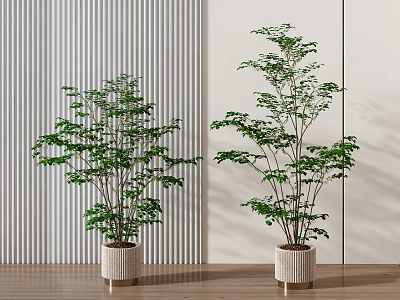 Bonsai Potted Plants With Green Foliage In Textured Pots Indoor Wooden Floor Vertical Striped Wall 3d model