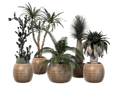 Various Potted Plants in Woven Pots with Cactus Palm and Aloe Vera for Indoor Decor 3d model
