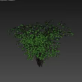 Lush Green Bush With Dense Leaves Growing Against Gray Background