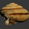 Snail Shell Organ With Natural Fibrous Texture And Spiral Brown Stripes