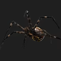 Yellow White and Brown Striped Spider With Long Legs On Dark Background