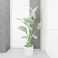 Indoor Potted Plant with Large Green Leaves on Window Sill White Blinds and Gray Wall