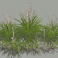 Lush Green Leafy Plants With Purple Flowers In Natural Garden Arrangement