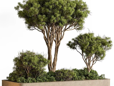 Bonsai Potted Plants Featuring Pine Trees And Shrubs In Stone Rectangular Planter 3d model