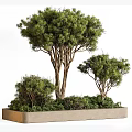 Bonsai Potted Plants Featuring Pine Trees And Shrubs In Stone Rectangular Planter 3d model