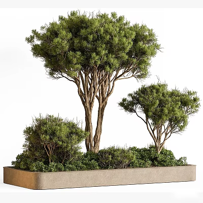 Bonsai Potted Plants Featuring Pine Trees And Shrubs In Stone Rectangular Planter 3d model