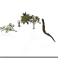 Different Plants with Leafy Branches Small Shrubs Fruits and Curved Branch on White Background