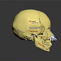 Medical Device Anatomical Skull Model With Labeled Bone Structures For Education 3d model