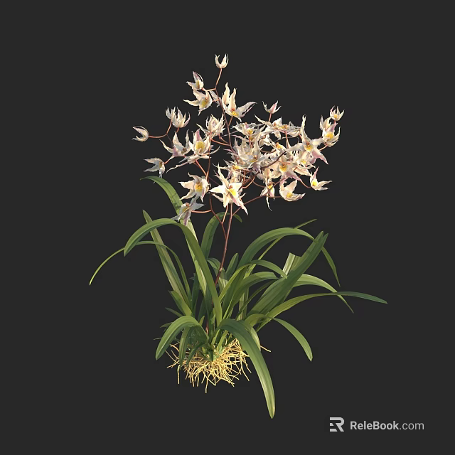 Beautiful White Orchid with Purple Spots Green Long Leaves and Roots on Black Background 3d model 