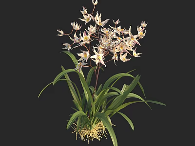 Beautiful White Orchid with Purple Spots Green Long Leaves and Roots on Black Background 3d model