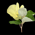 Elegant Vase With Vibrant Yellow Flower And Fresh Green Leaves On Black Background
