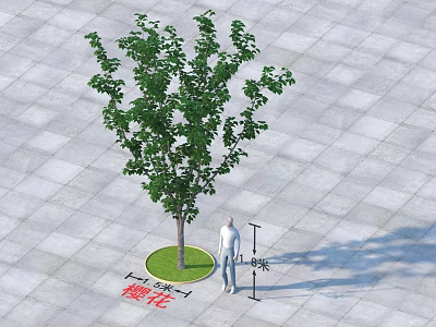 Cherry Blossom Tree With 3 Meters Height And Circular Planter On Gray Square Paved Ground 3d model