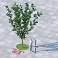 Cherry Blossom Tree With 3 Meters Height And Circular Planter On Gray Square Paved Ground