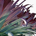 Ripe Tropical Pineapple With Vibrant Purple Leaves And Fresh Juicy Flesh Texture