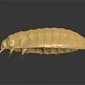 Yellowish Beetle With Elliptical Body And Six Legs On Dark Reflective Surface