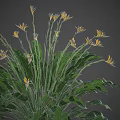 Bird of Paradise Plant With Large Green Leaves And Vibrant Yellow Flowers
