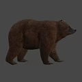 Realistic Brown Bear 3D Model Standing On Gray Background With Shadow