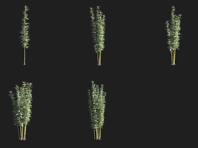 Tall Green Bamboo Plants with Lush Leaves and Stems on Black Background 3d model