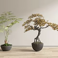 Bonsai Plants Featuring Green Leaves And Golden Foliage In Decorative Pots On Wooden Floor