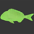 Striped Silver White Fish With Yellow Fins On Dark Background And Reflection