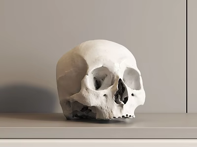 Detailed White Human Skull Displayed on Gray Tabletop with Gray Wall Background 3d model