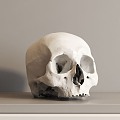 modern human skull bone skeleton 3d model