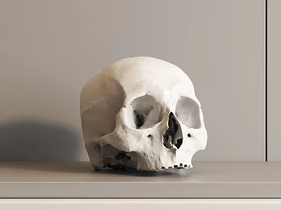 Detailed White Human Skull Displayed on Gray Tabletop with Gray Wall Background 3d model Detailed White Human Skull Displayed on Gray Tabletop with Gray Wall Background 3d model