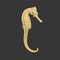Detailed Seahorse 3D Model With Curled Tail Isolated On Dark Background