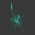 Slender Leaf Plant With Red Green Stripes And White Spikelets On Black Background