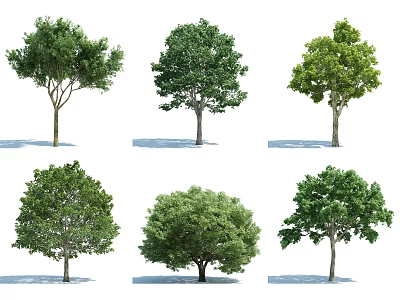 The Modern Tree 3d model