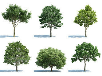 The Modern Tree 3d model